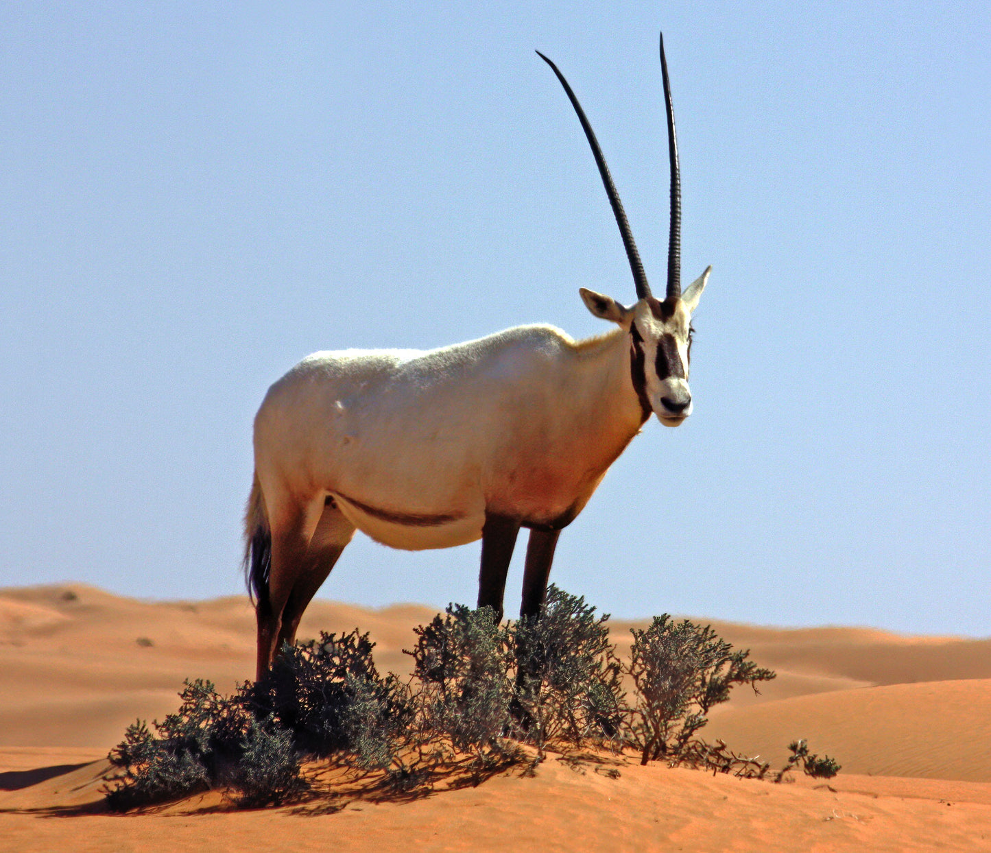 Extinct Arabian Oryx Antelope Glossy Poster Picture Photo Print Banner Booma Prints