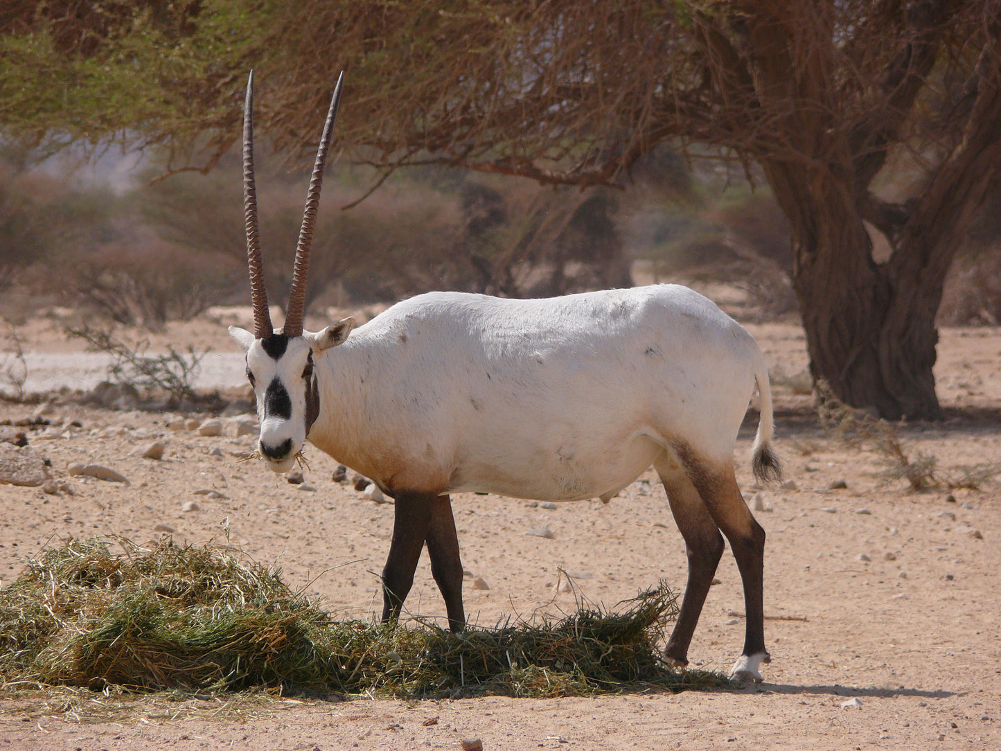 Extinct Arabian White Oryx Glossy Poster Picture Photo Print Banner Booma Prints