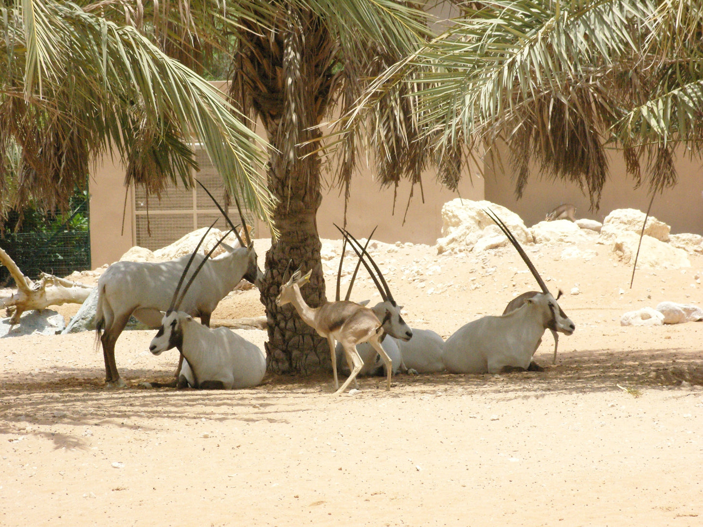 Extinct Arabian White Oryx Desert Glossy Poster Picture Photo Print Banner Booma Prints