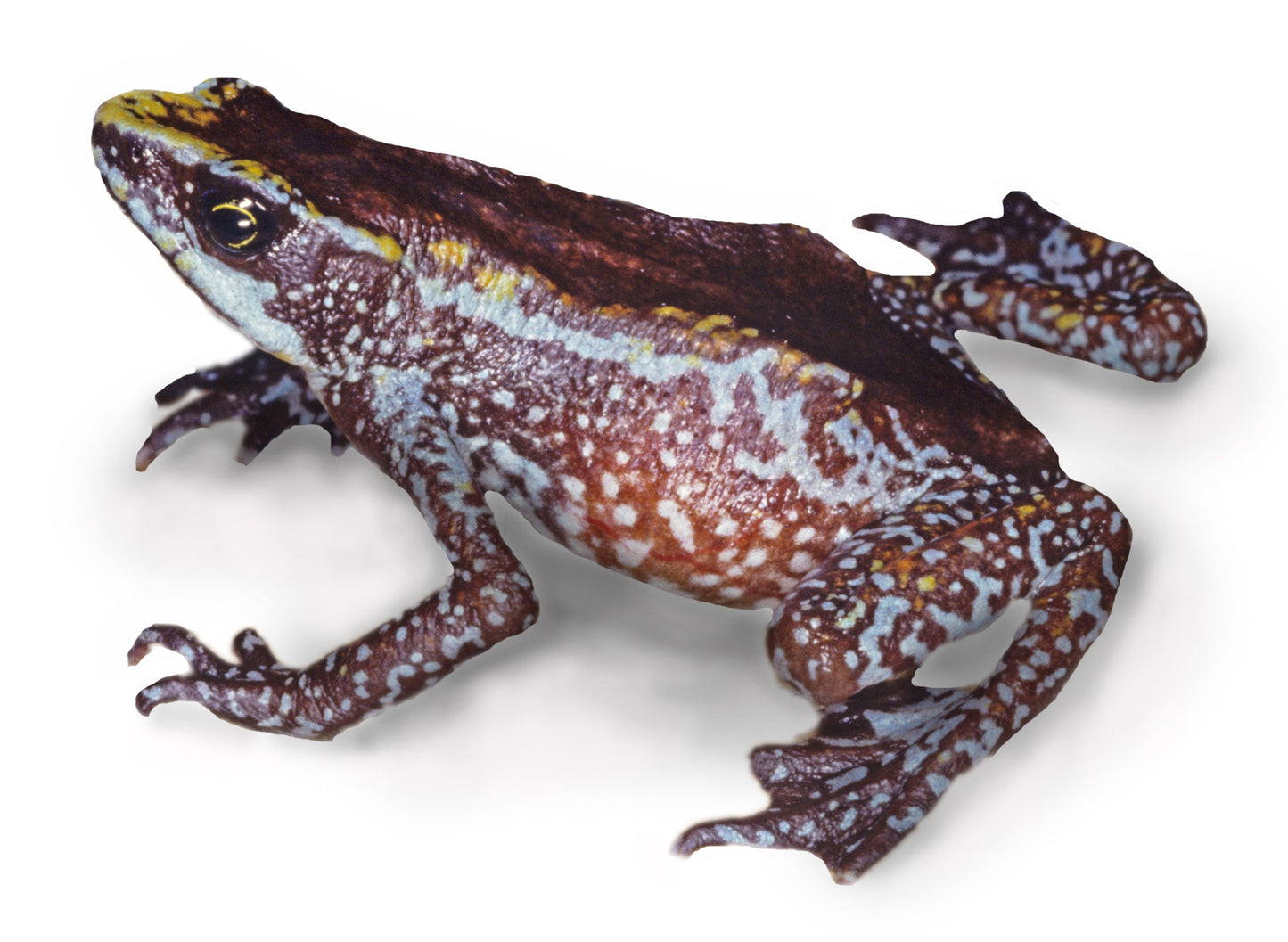 Atelopus Chiriquiensis Frog Glossy Poster Picture Photo Print Banner Booma Prints