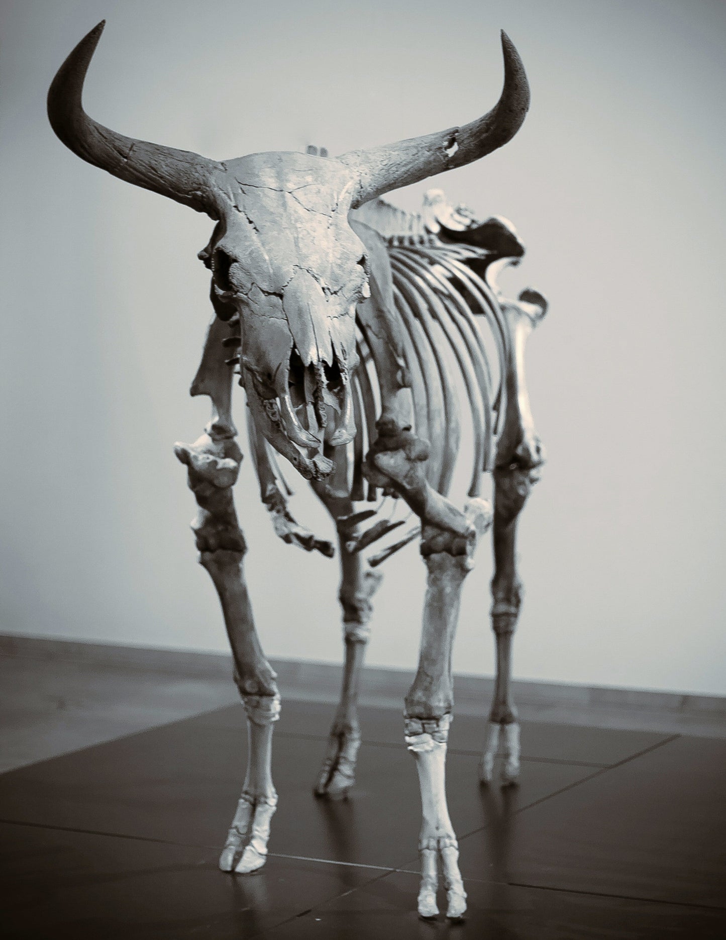 Extinct Aurochs Cattle Cow Glossy Poster Picture Photo Print Banner Booma Prints