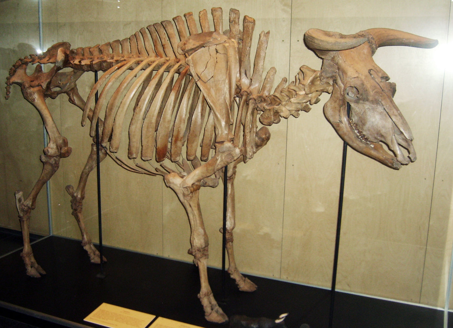 Extinct Aurochs Cattle Skelton Glossy Poster Picture Photo Print Banner Booma Prints
