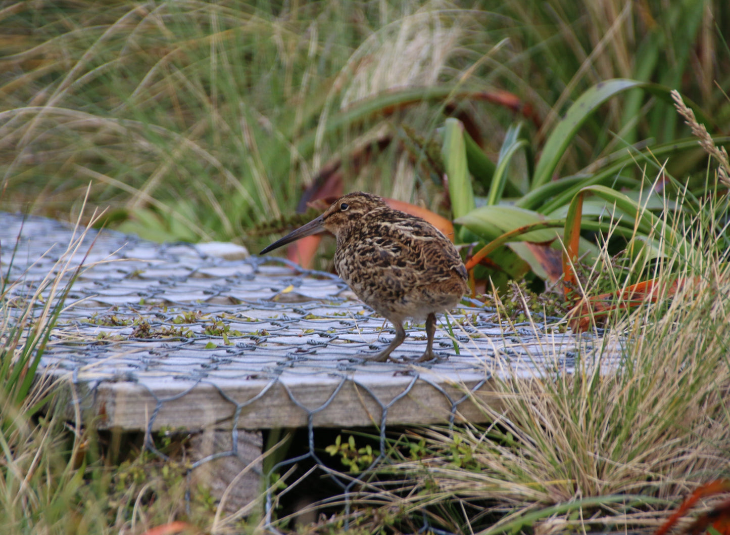 Extinct Austral Snipe Bird Glossy Poster Picture Photo Print Banner Booma Prints