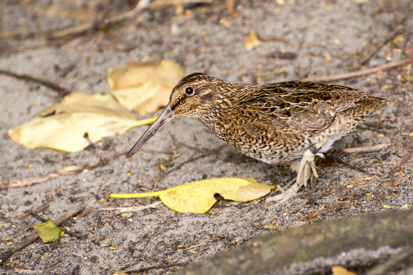 Extinct Austral Snipe New Zealand Glossy Poster Picture Photo Print Banner Booma Prints