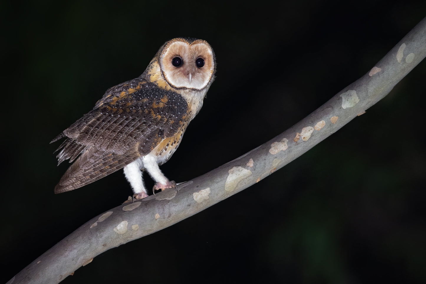 Extinct Australian Masked Owl Glossy Poster Picture Photo Print Banner Booma Prints