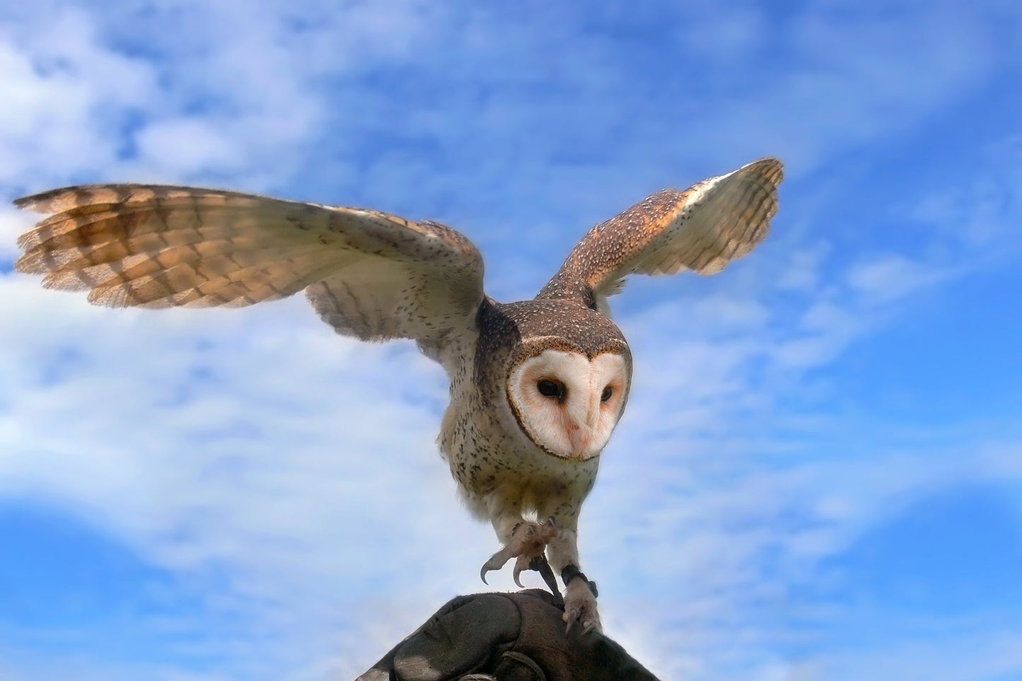 Australian Masked Owl Flying Glossy Poster Picture Photo Print Banner Booma Prints