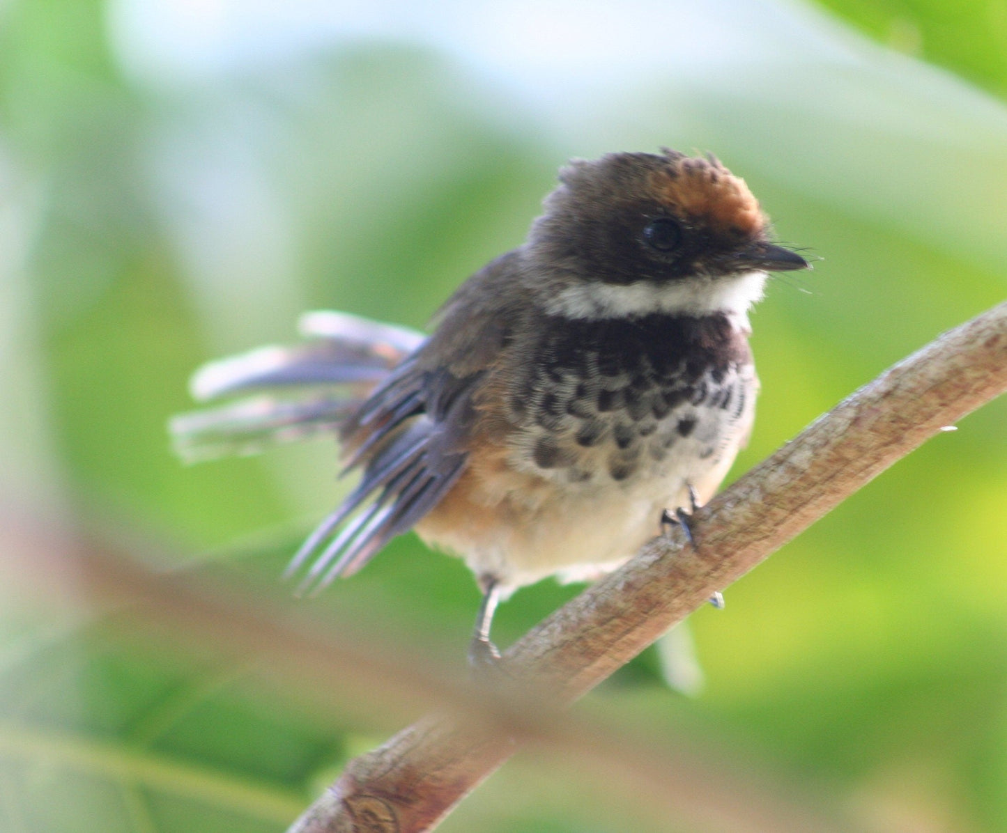 Australian Rufous Fantail Bird Glossy Poster Picture Photo Print Banner Booma Prints