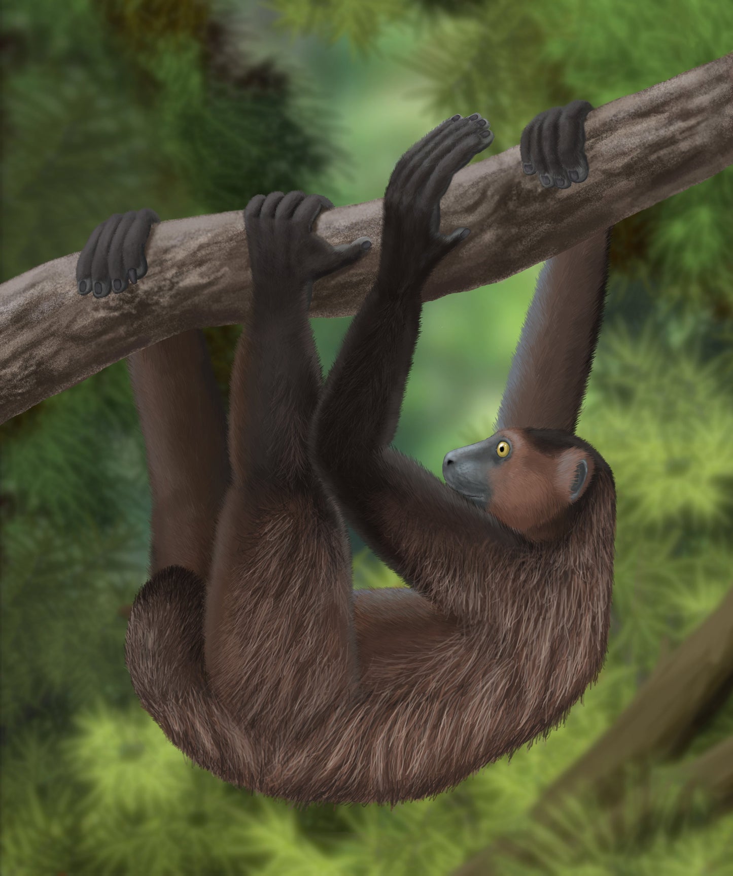 Extinct Babakotia Lemur Glossy Poster Picture Photo Print Banner Booma Prints