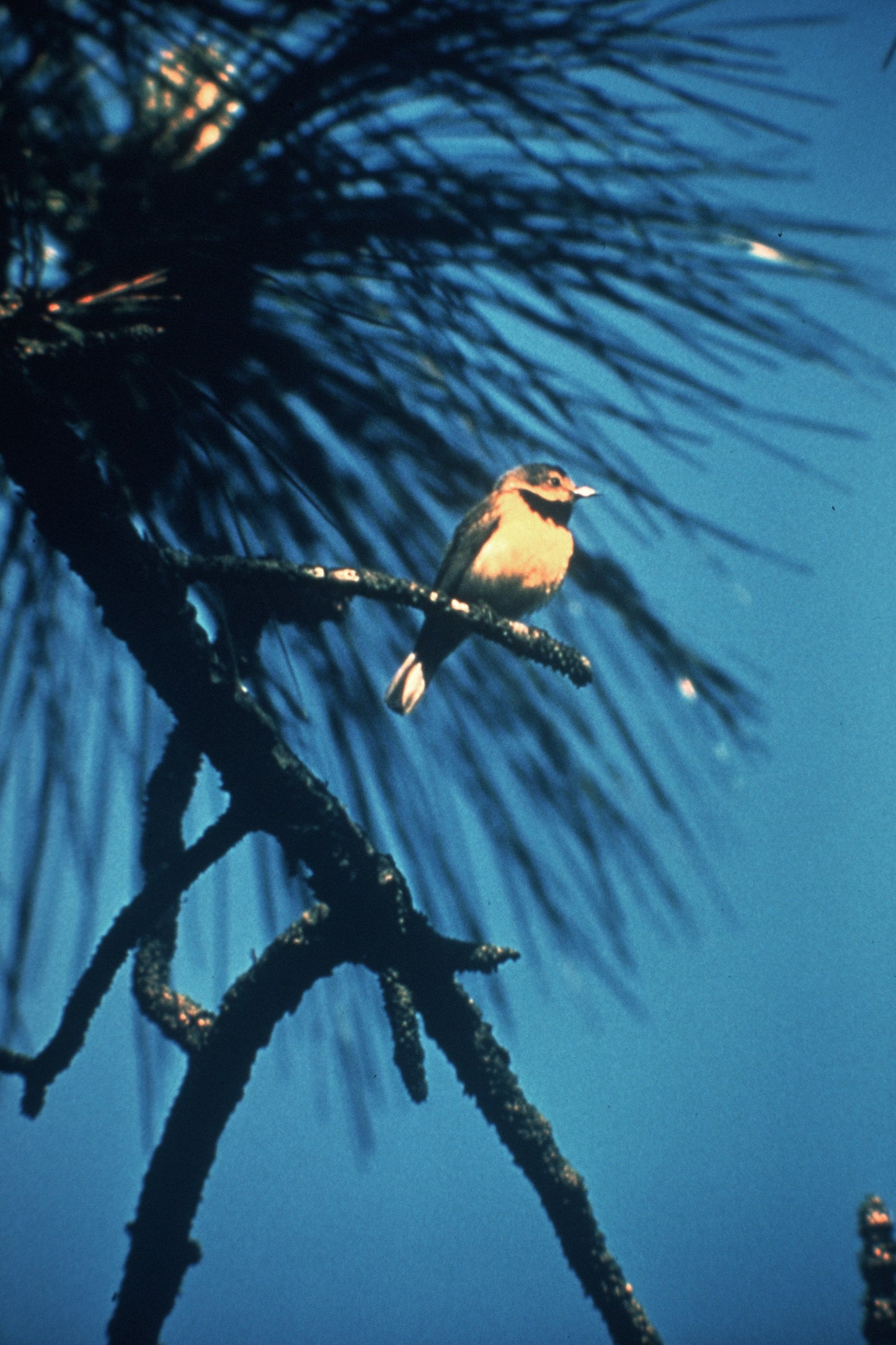 Extinct Bachman'S Warbler Bird Glossy Poster Picture Photo Print Banner Booma Prints