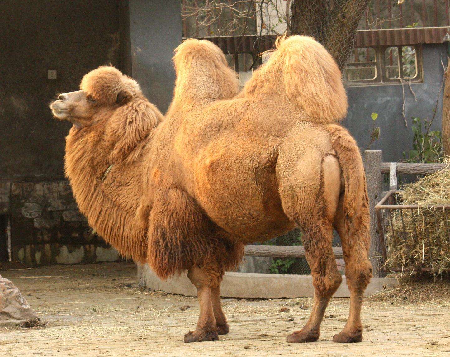 Extinct Bactrian Two Humped Camel Glossy Poster Picture Photo Print Banner Booma Prints