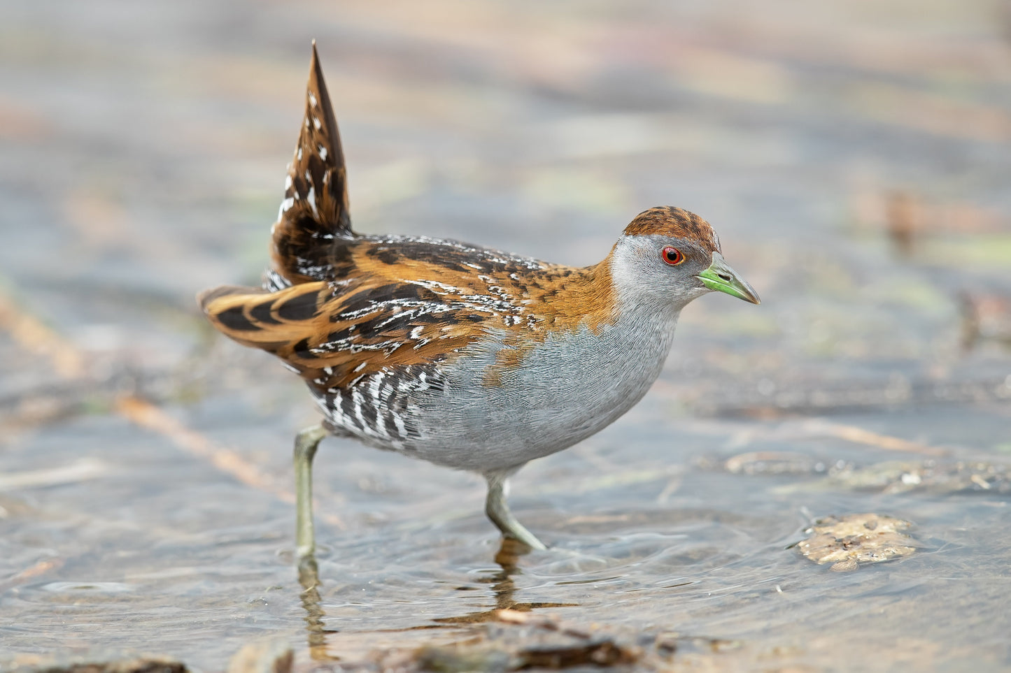 Extinct Baillon'S Crake Bird Glossy Poster Picture Photo Print Banner Booma Prints