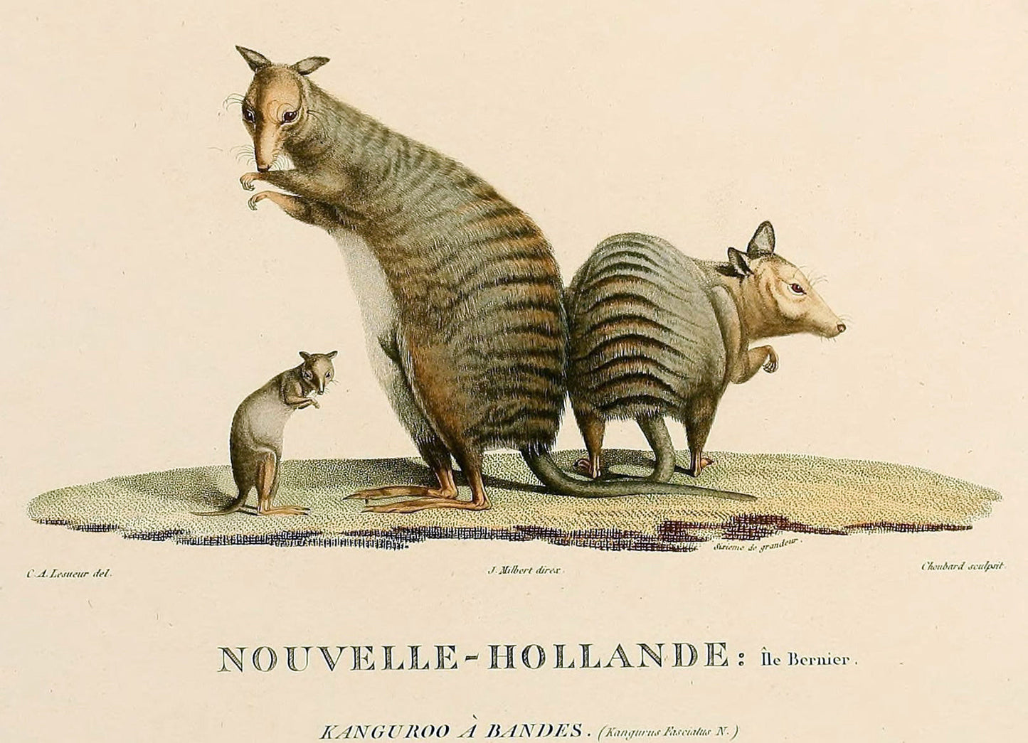 Extinct Banded Hare Wallaby Glossy Poster Picture Photo Print Banner Booma Prints