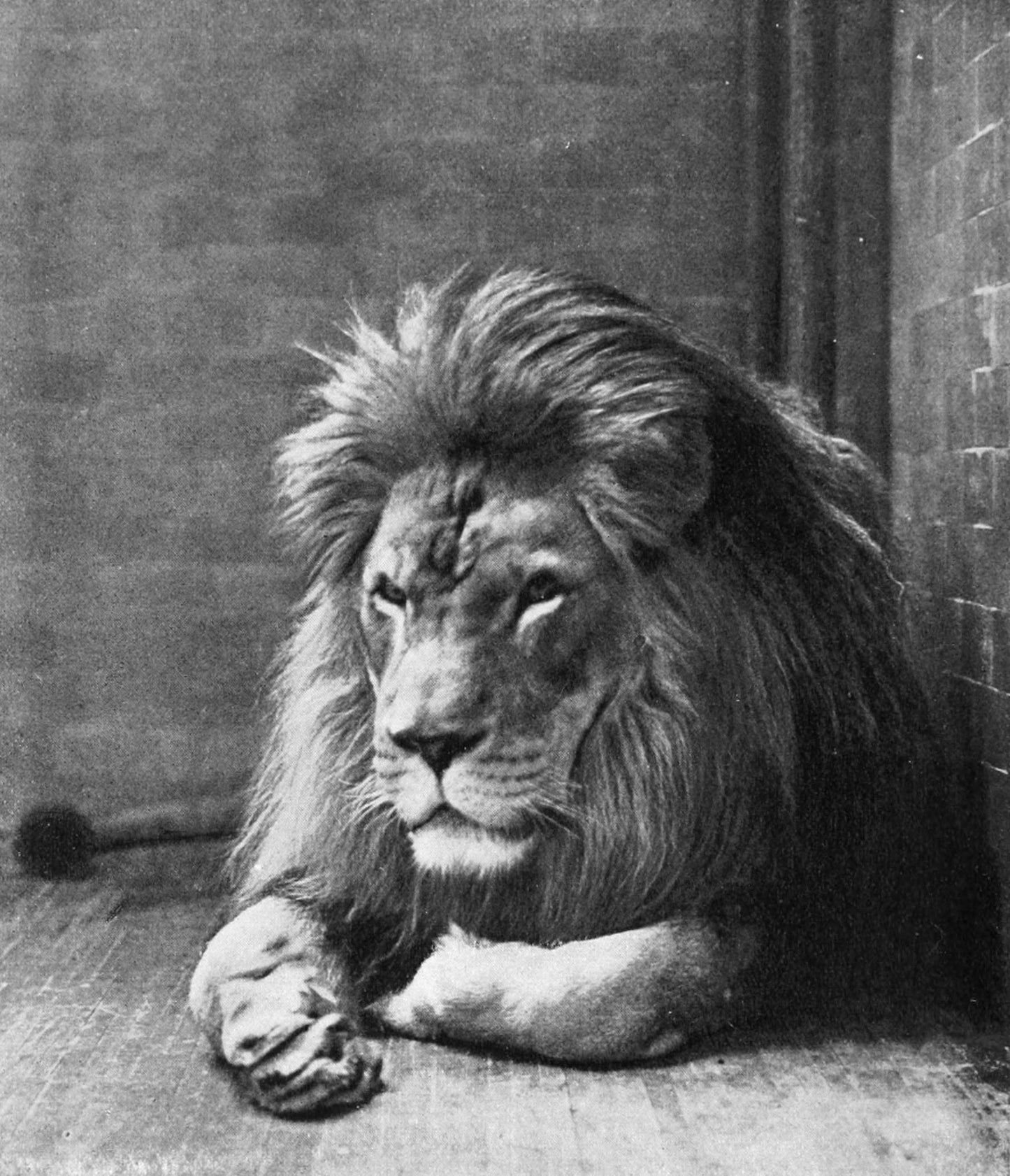 Extinct Barbary Lion Glossy Poster Picture Photo Print Banner Booma Prints