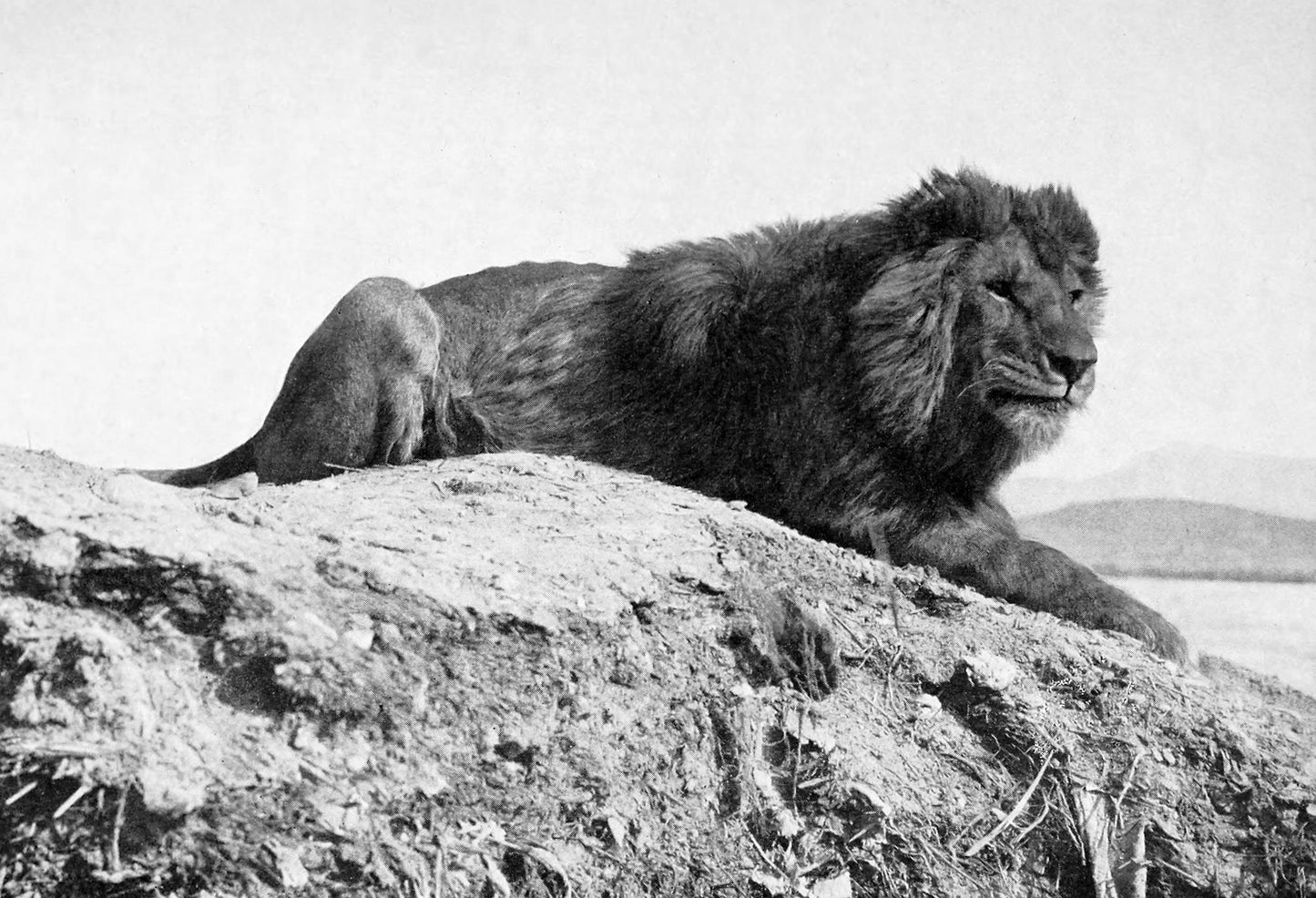 Extinct Barbary Lion North Africa Glossy Poster Picture Photo Print Banner Booma Prints