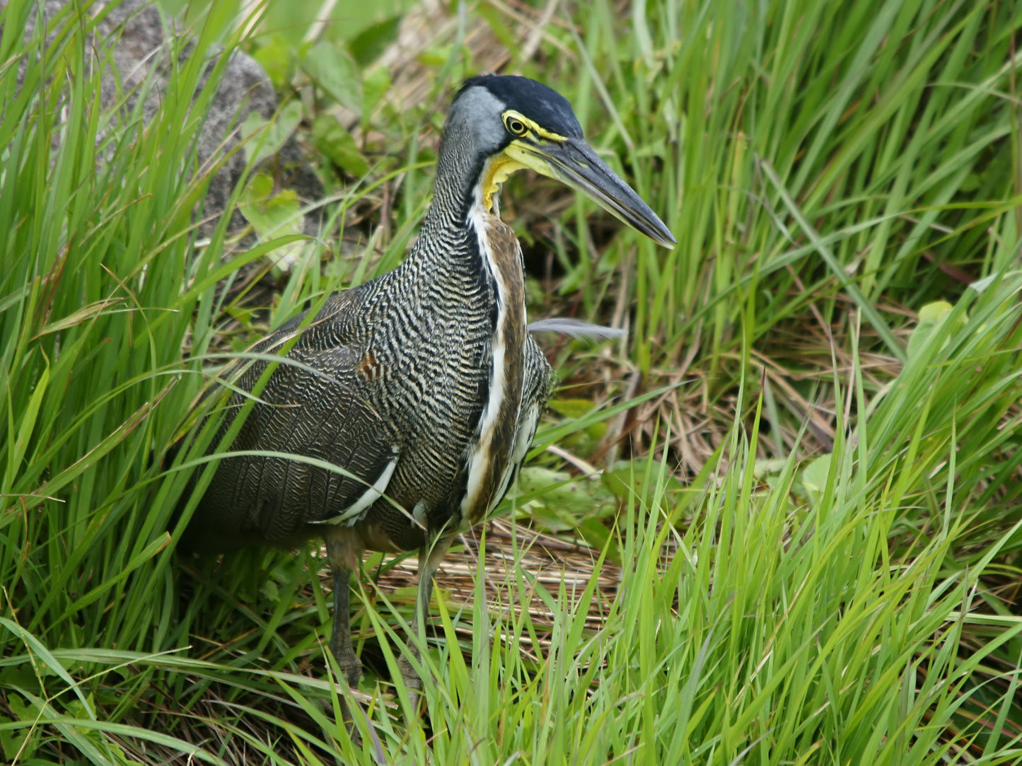 Extinct Bare Throated Tiger Heron Glossy Poster Picture Photo Print Banner Booma Prints