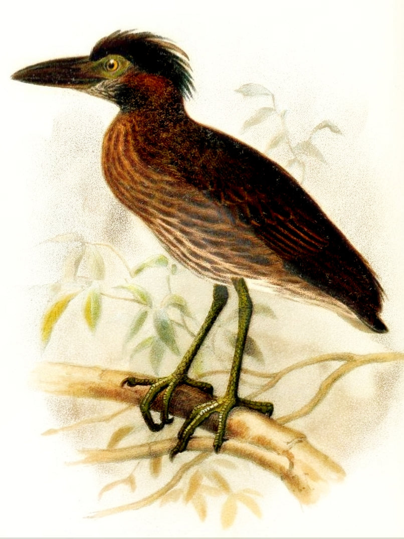 Extinct Bermuda Night Heron Glossy Poster Picture Photo Print Banner Booma Prints
