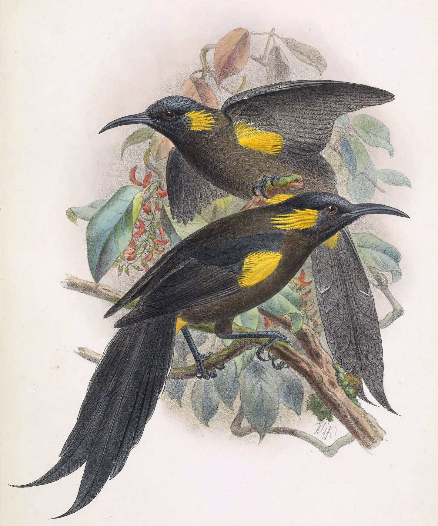 Extinct Bishop'S '?'? O O Bird Glossy Poster Picture Photo Print Banner Booma Prints