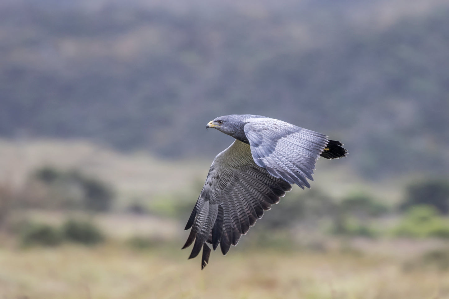 Black Chested Buzzard Eagle Bird Glossy Poster Picture Photo Print Banner Booma Prints