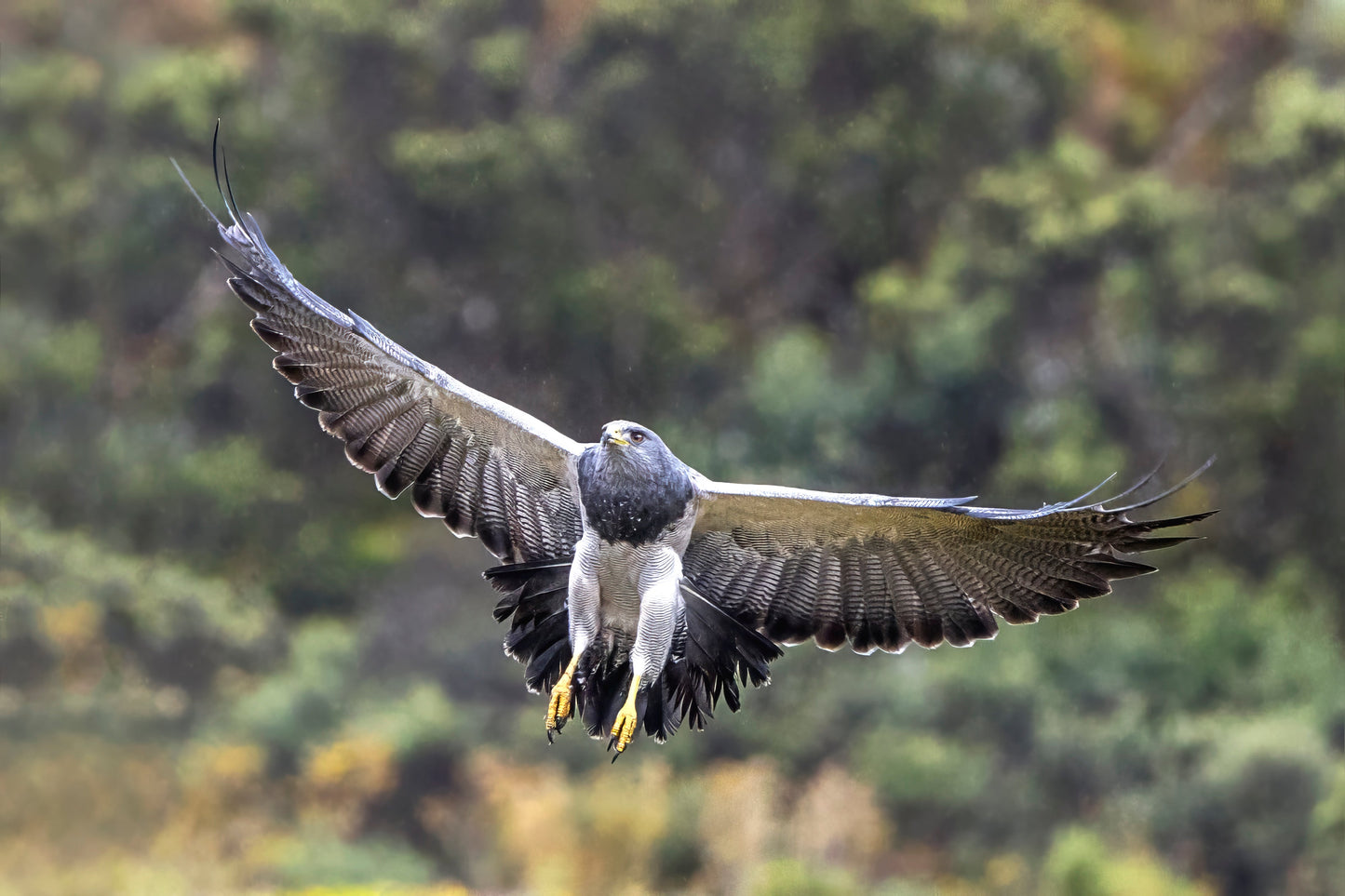 Black Chested Buzzard Eagle Fly Glossy Poster Picture Photo Print Banner Booma Prints