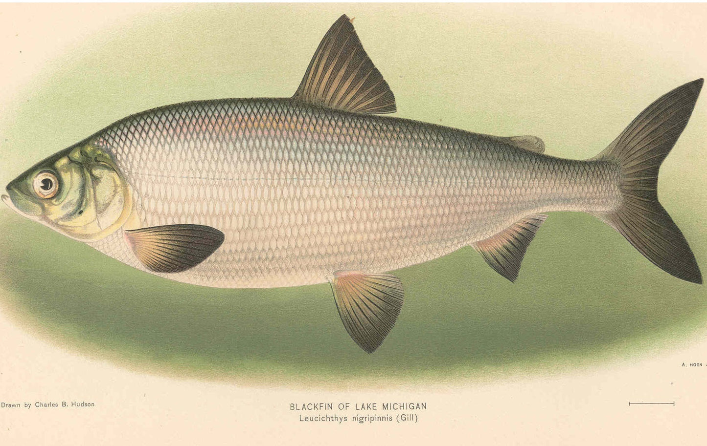 Extinct Blackfin Cisco Fish Glossy Poster Picture Photo Print Banner Booma Prints