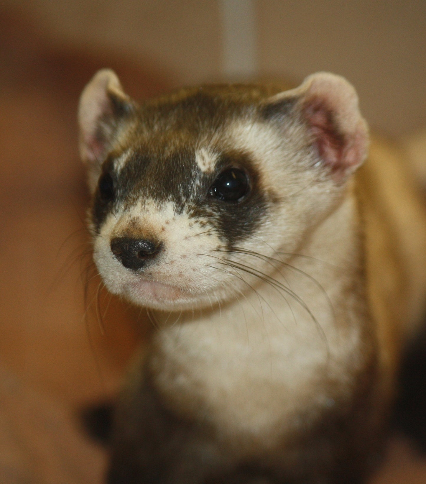 Extinct Black Footed Ferrett Glossy Poster Picture Photo Print Banner Booma Prints