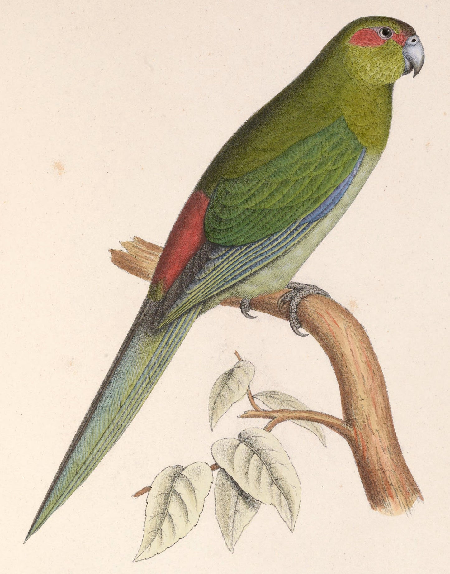 Extinct Black Fronted Parakeet Glossy Poster Picture Photo Print Banner Booma Prints