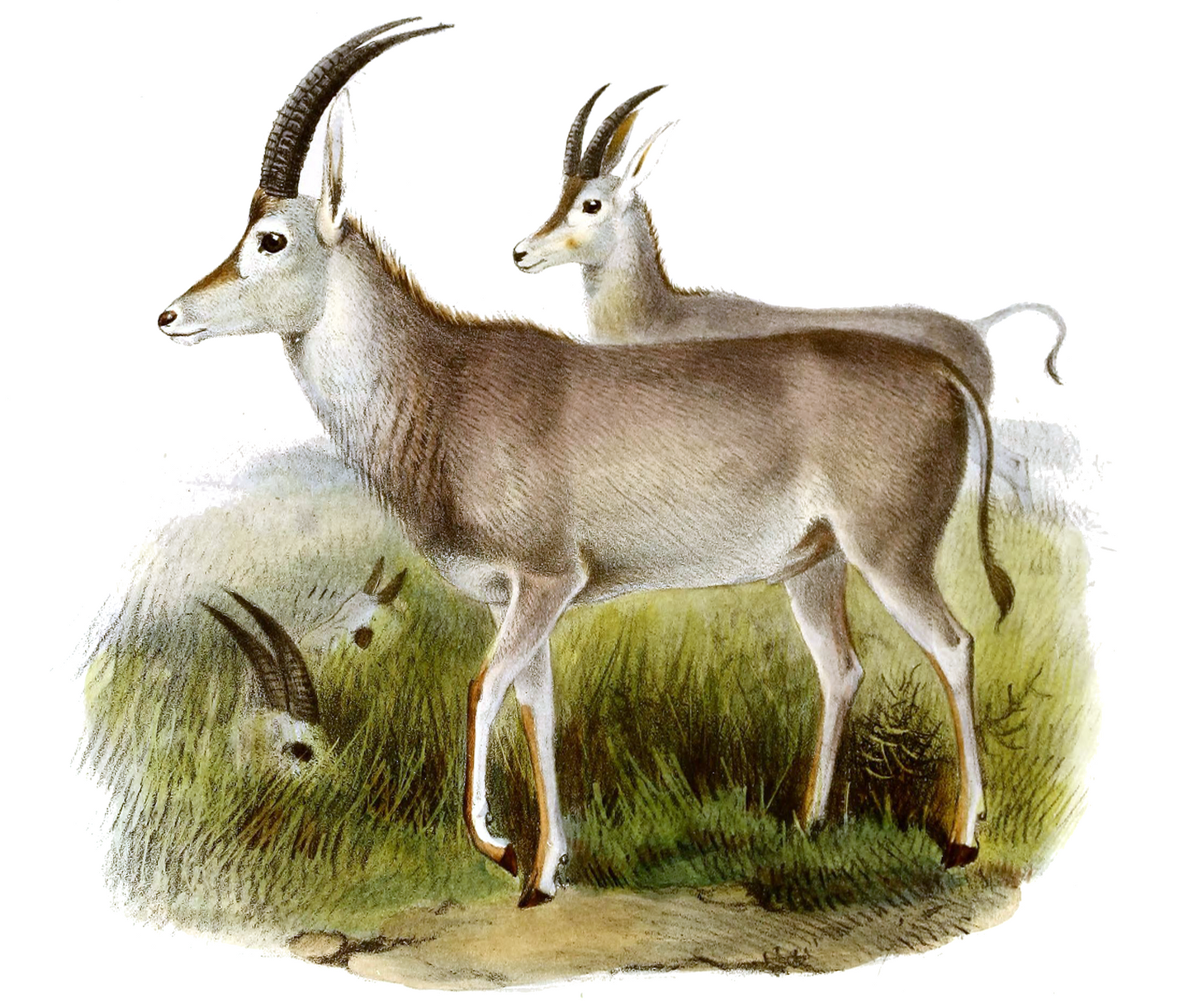 Bluebuck Blue Antelope Africa Glossy Poster Picture Photo Print Banner Booma Prints
