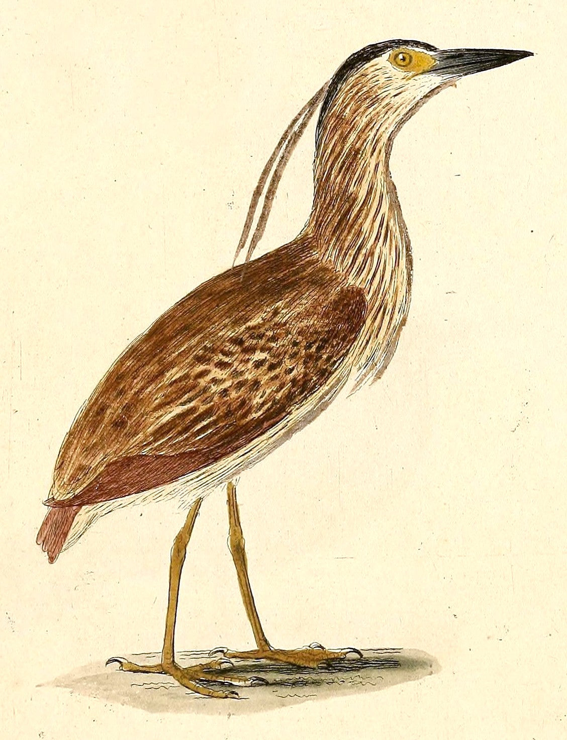 Extinct Bonin Nankeen Night Heron Glossy Poster Picture Photo Print Banner Booma Prints