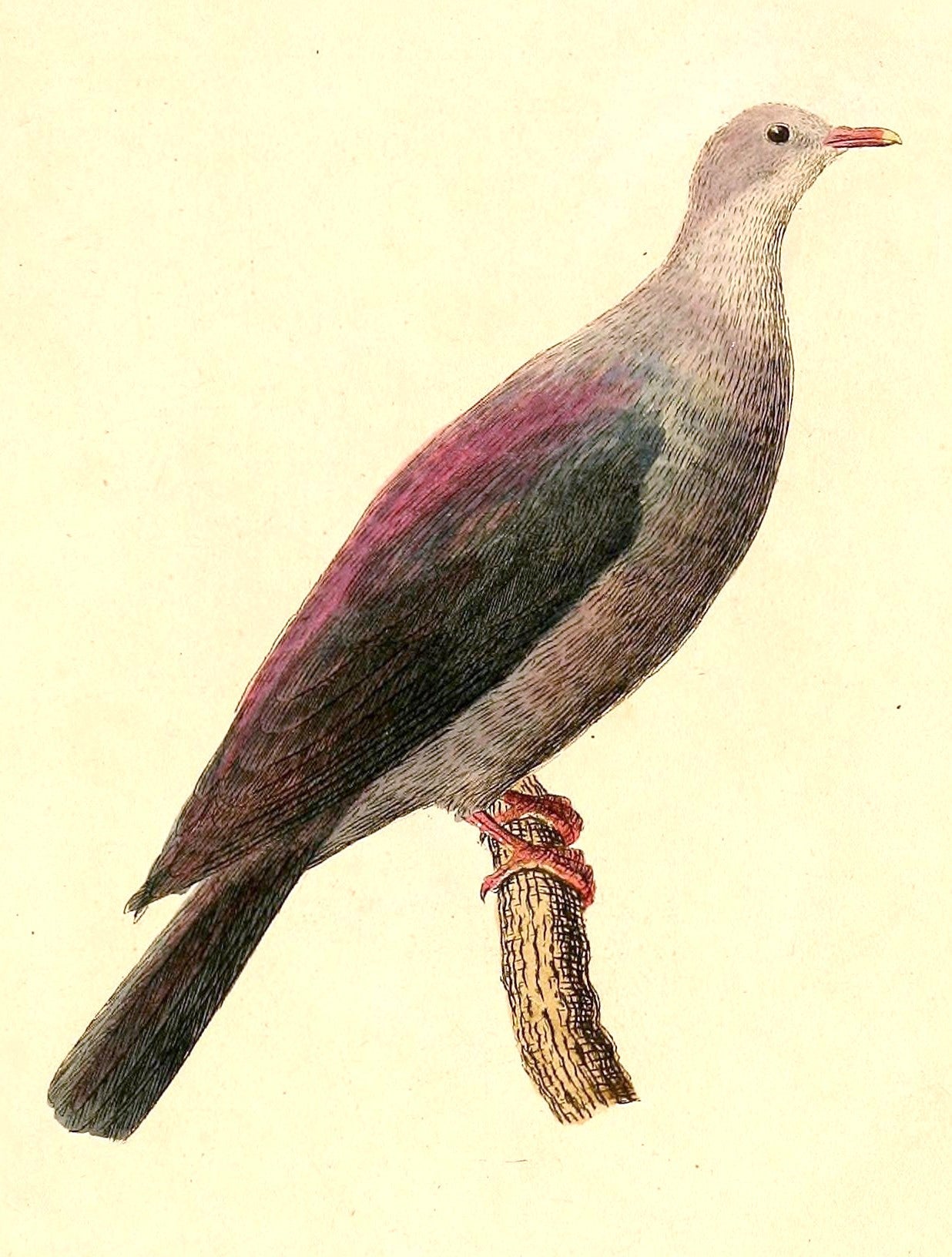 Extinct Bonin Wood Pigeon Glossy Poster Picture Photo Print Banner Booma Prints