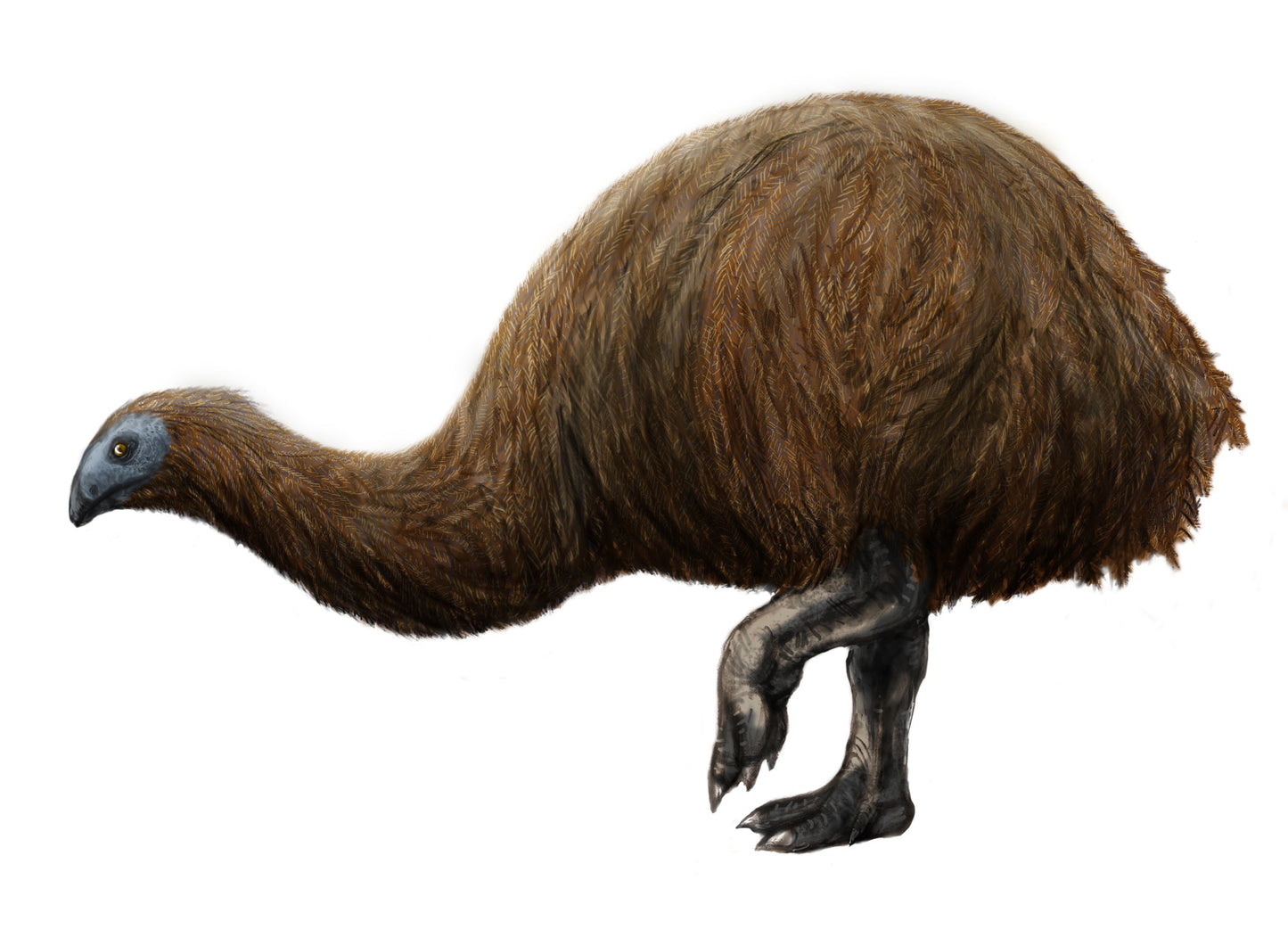 Extinct Broad Billed Moa Coastal Glossy Poster Picture Photo Print Banner Booma Prints