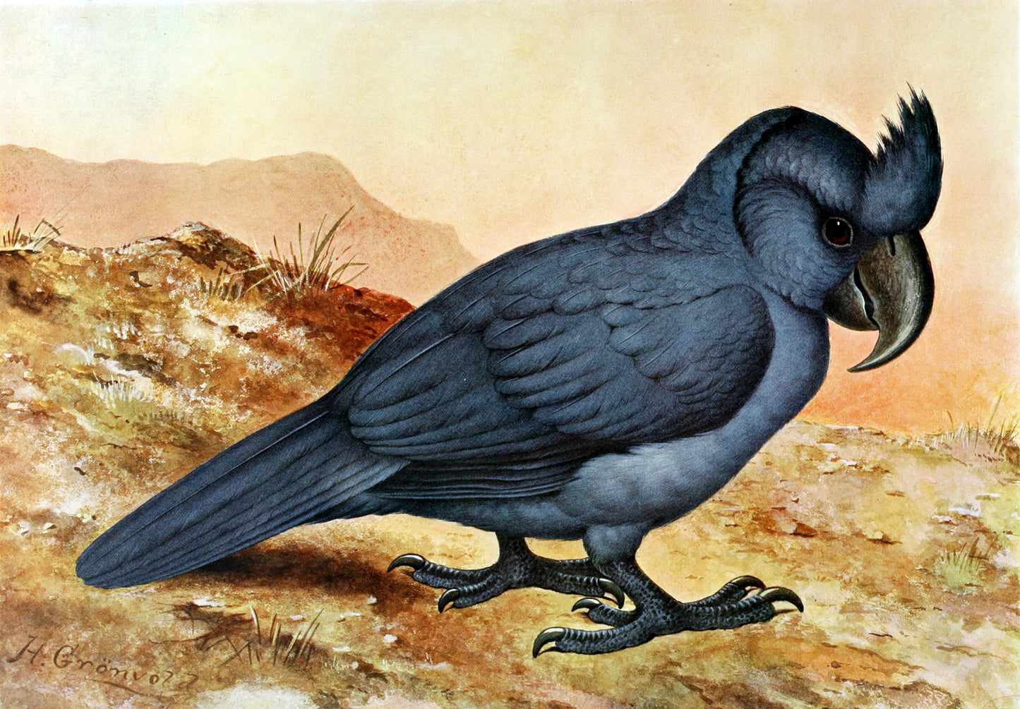 Extinct Broad Billed Parrot Glossy Poster Picture Photo Print Banner Booma Prints