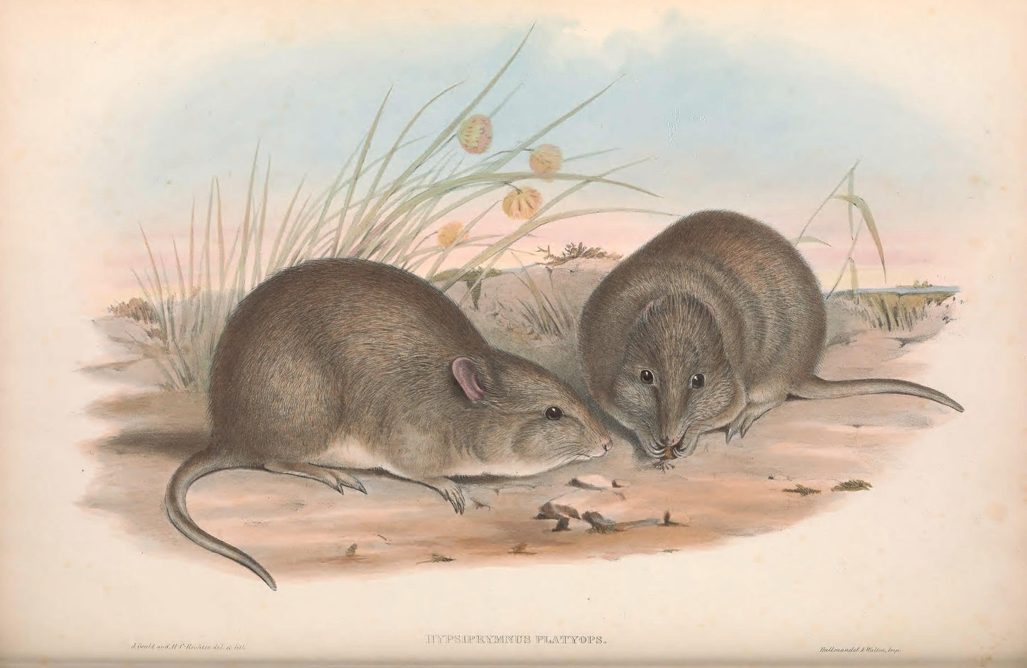 Extinct Broad Faced Potoroo Glossy Poster Picture Photo Print Banner Booma Prints