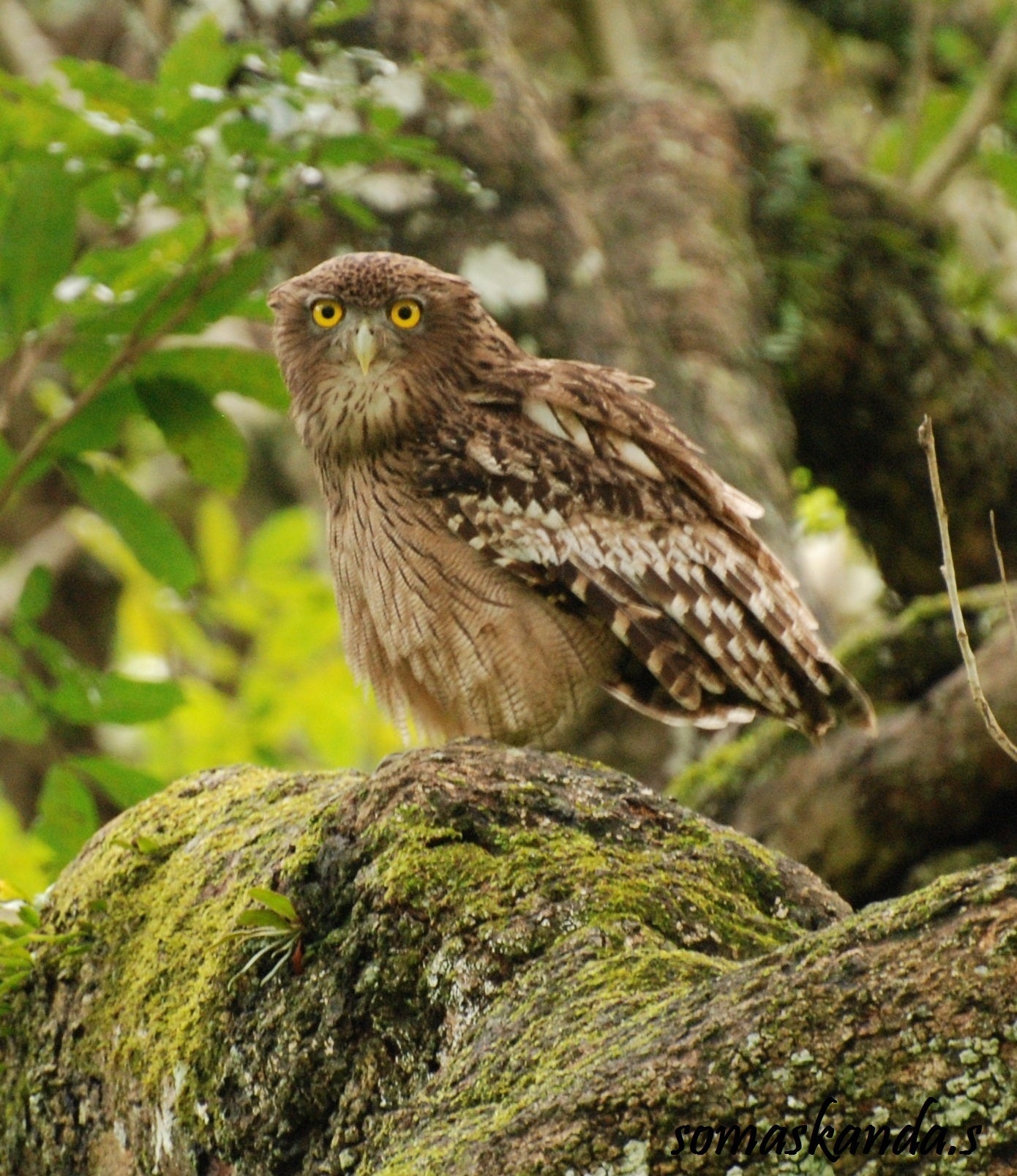 Extinct Brown Fish Owl Turkey Glossy Poster Picture Photo Print Banner Booma Prints