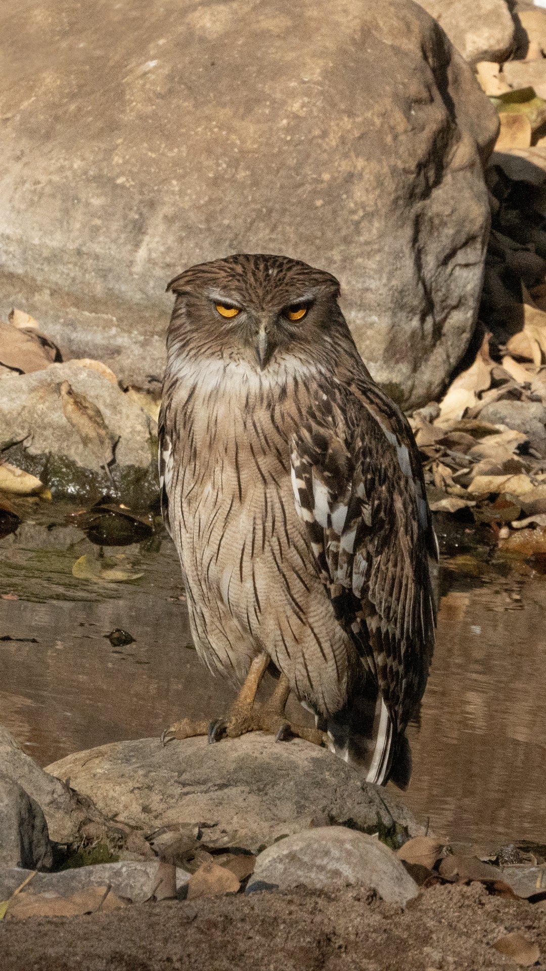 Extinct Brown Fish Owl Middleast Glossy Poster Picture Photo Print Banner Booma Prints