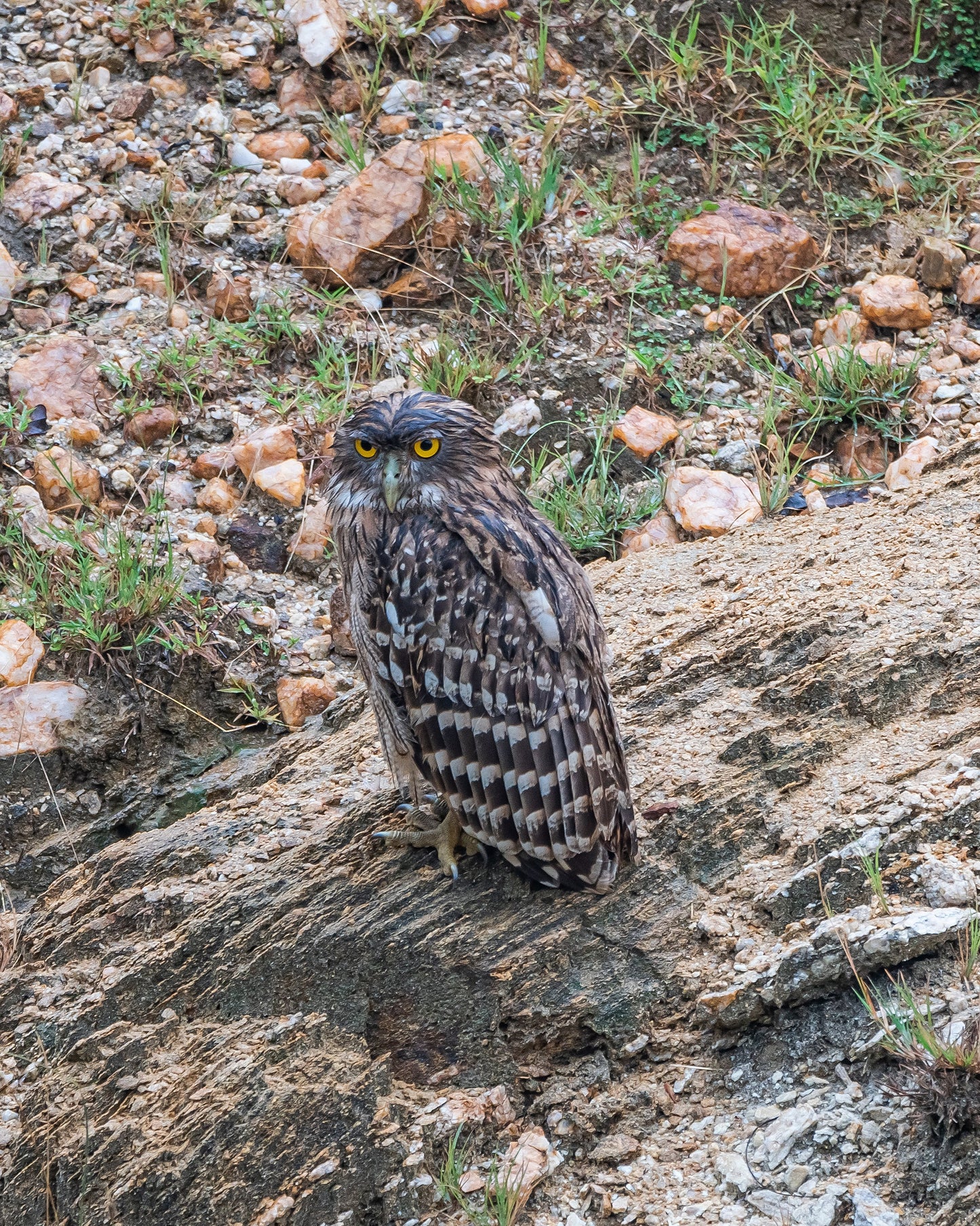 Extinct Large Brown Fish Owl Glossy Poster Picture Photo Print Banner Booma Prints