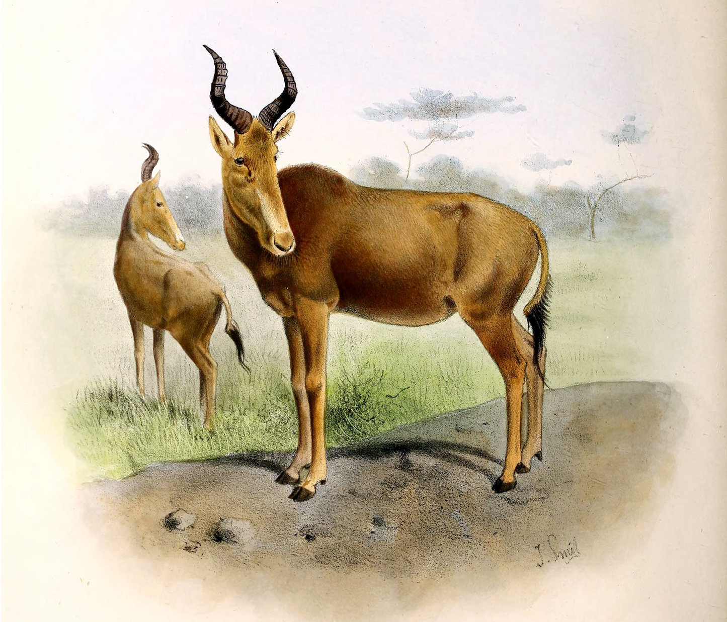 Extinct Bubal Hartebeest Antelope Glossy Poster Picture Photo Print Banner Booma Prints