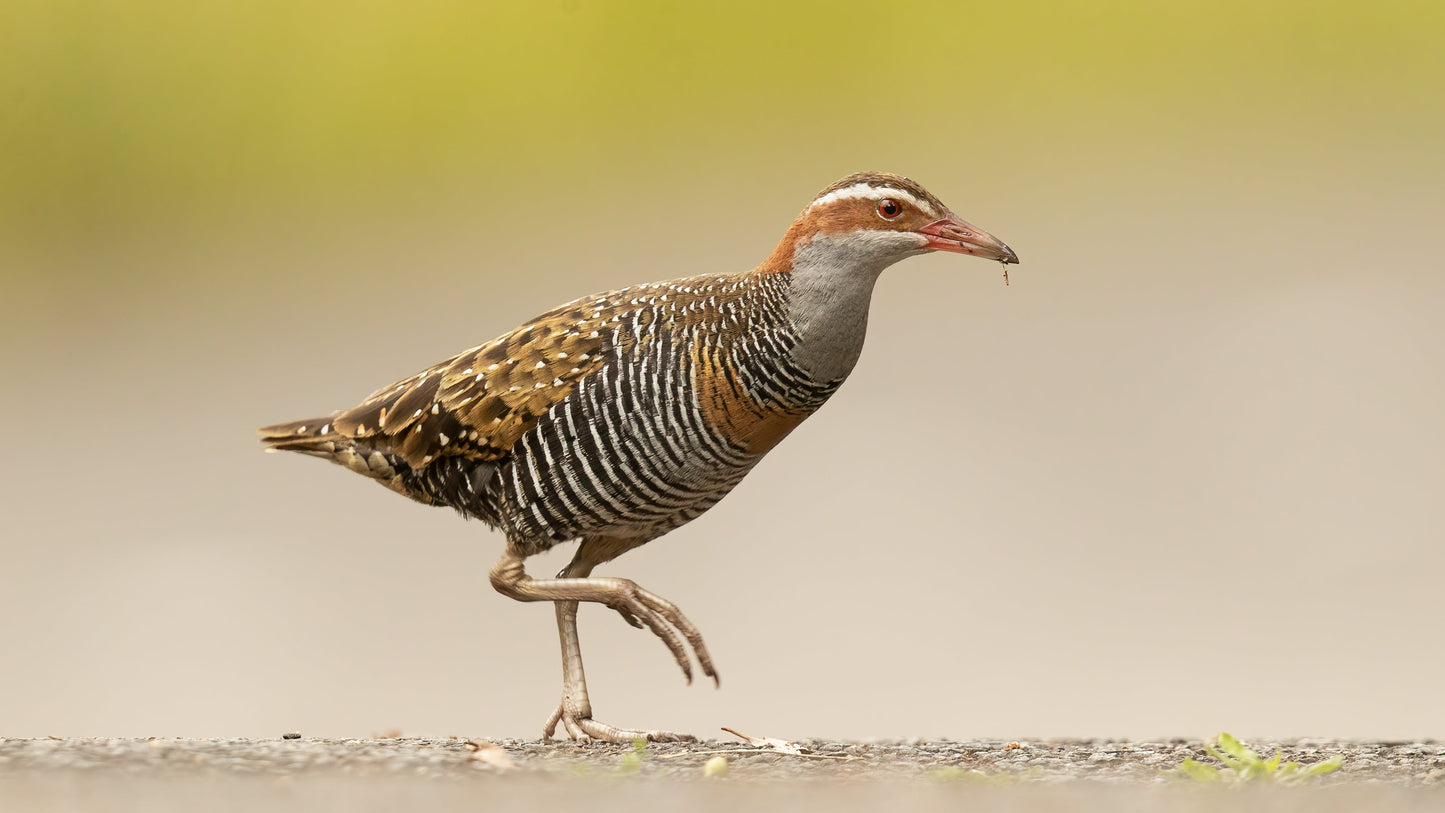 Extinct Buff Banded Rail Bird Glossy Poster Picture Photo Print Banner Booma Prints