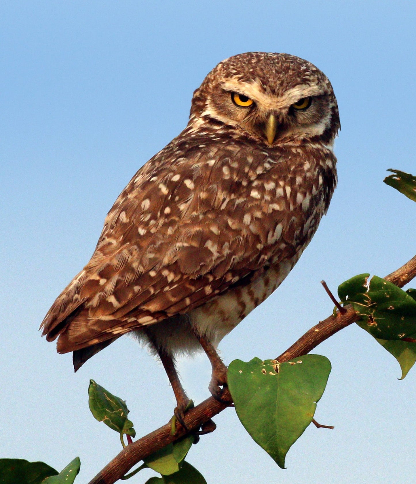 Extinct Burrowing Owl Shoco Glossy Poster Picture Photo Print Banner Booma Prints