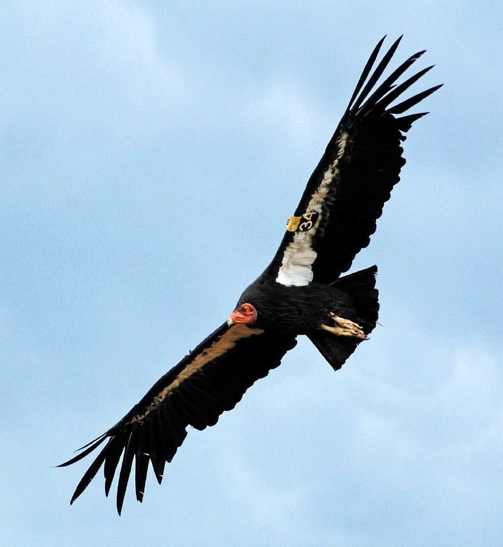 Extinct California Condor Vulture Glossy Poster Picture Photo Print Banner Booma Prints