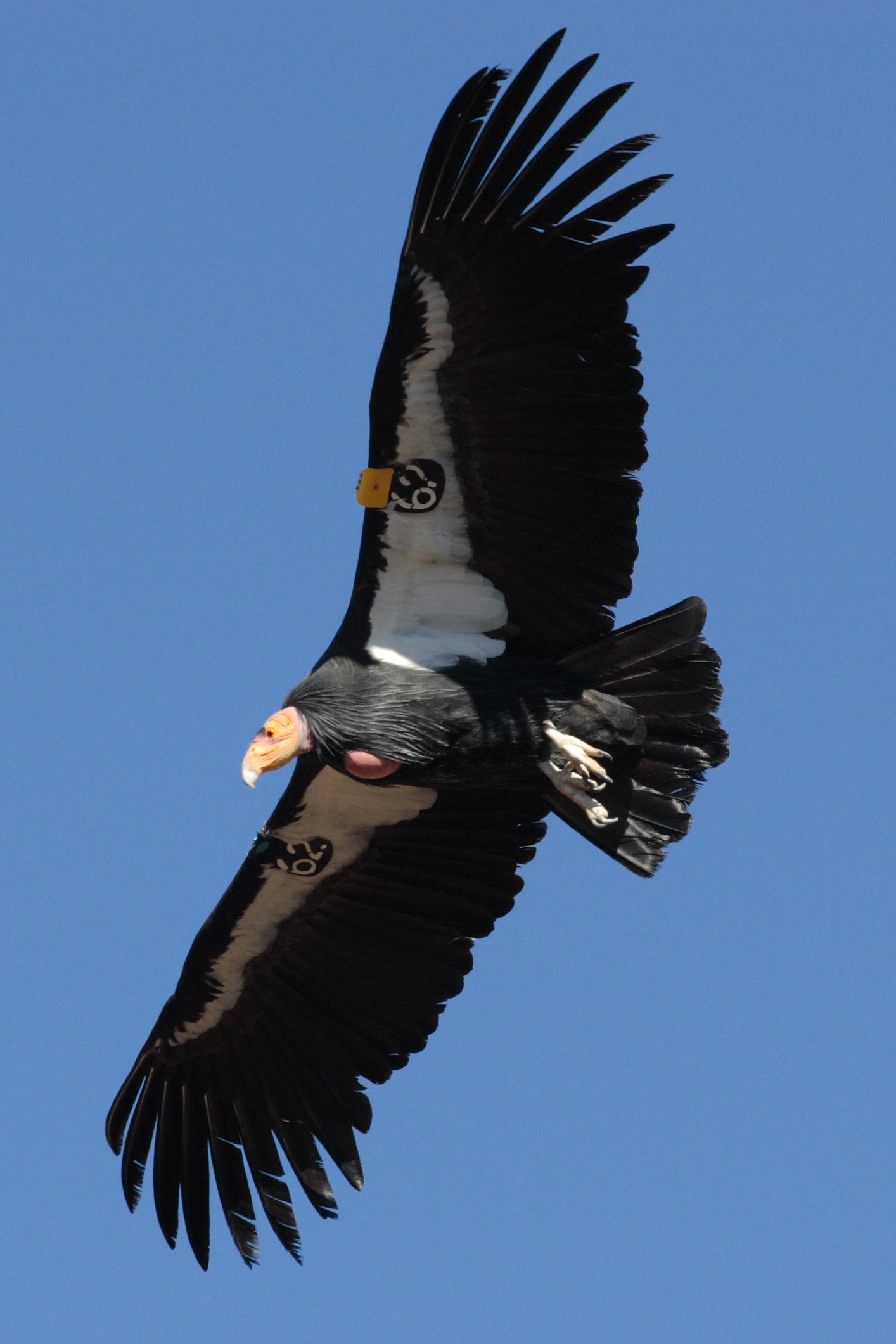 Extinct California Condor Flying Poster Picture Photo Print Banner Booma Prints