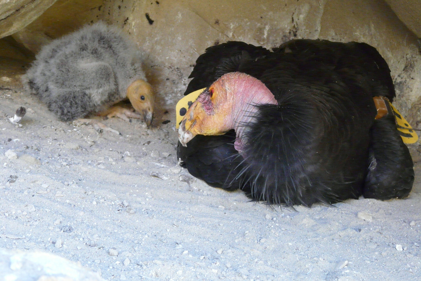 Extinct California Condor Chick Glossy Poster Picture Photo Print Banner Booma Prints