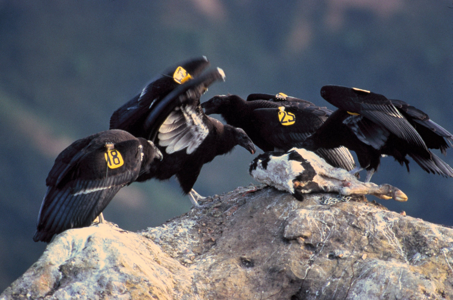 Extinct California Condor America Glossy Poster Picture Photo Print Banner Booma Prints