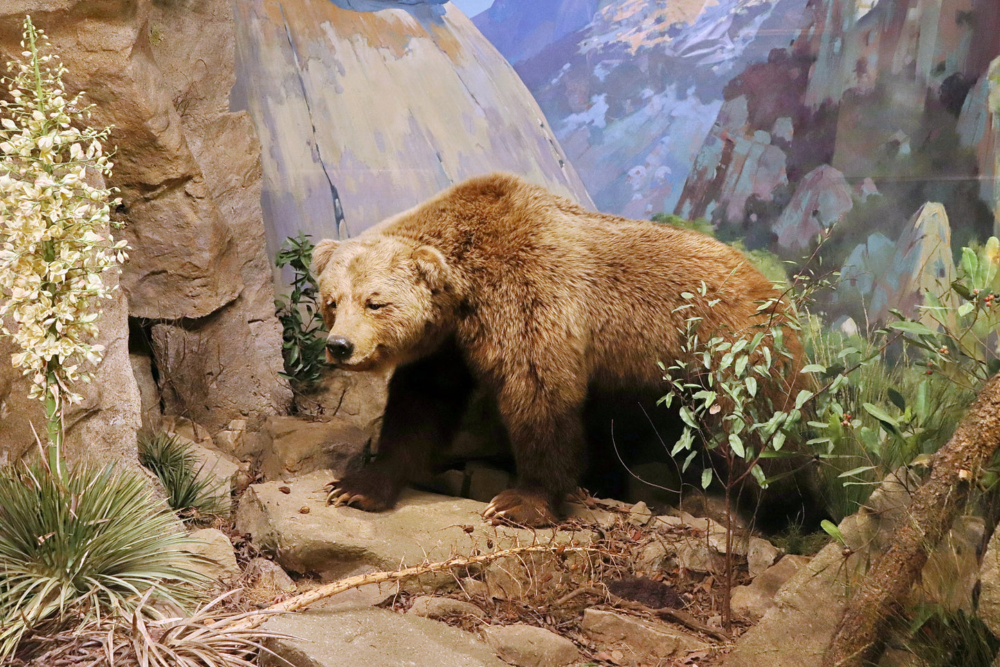 Extinct California Grizzly Bear Glossy Poster Picture Photo Print Banner Booma Prints
