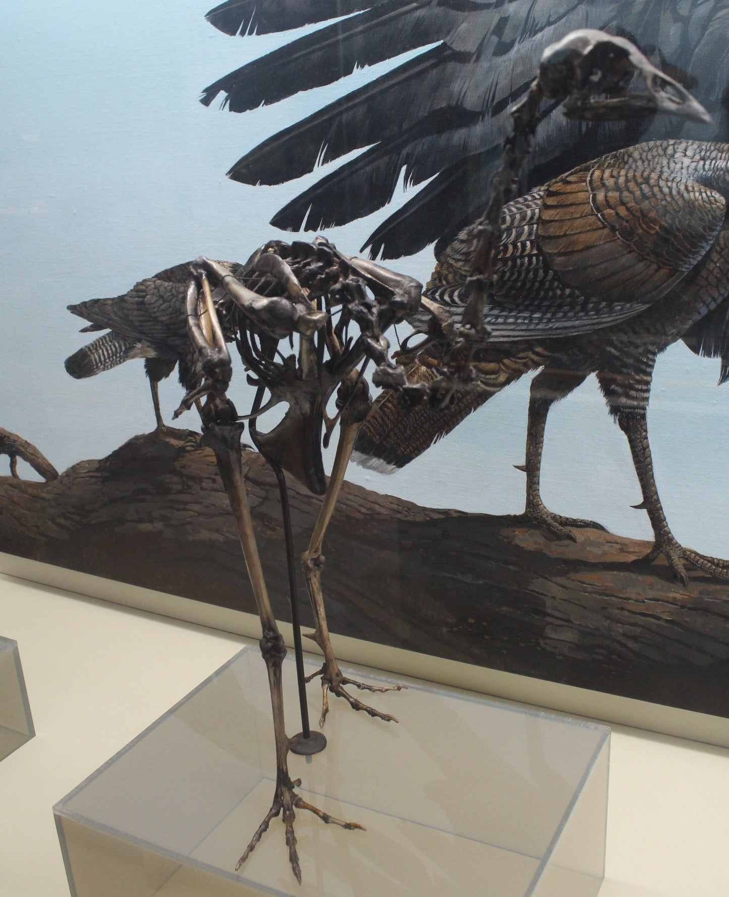 Extinct California Turkey Bird Glossy Poster Picture Photo Print Banner Booma Prints