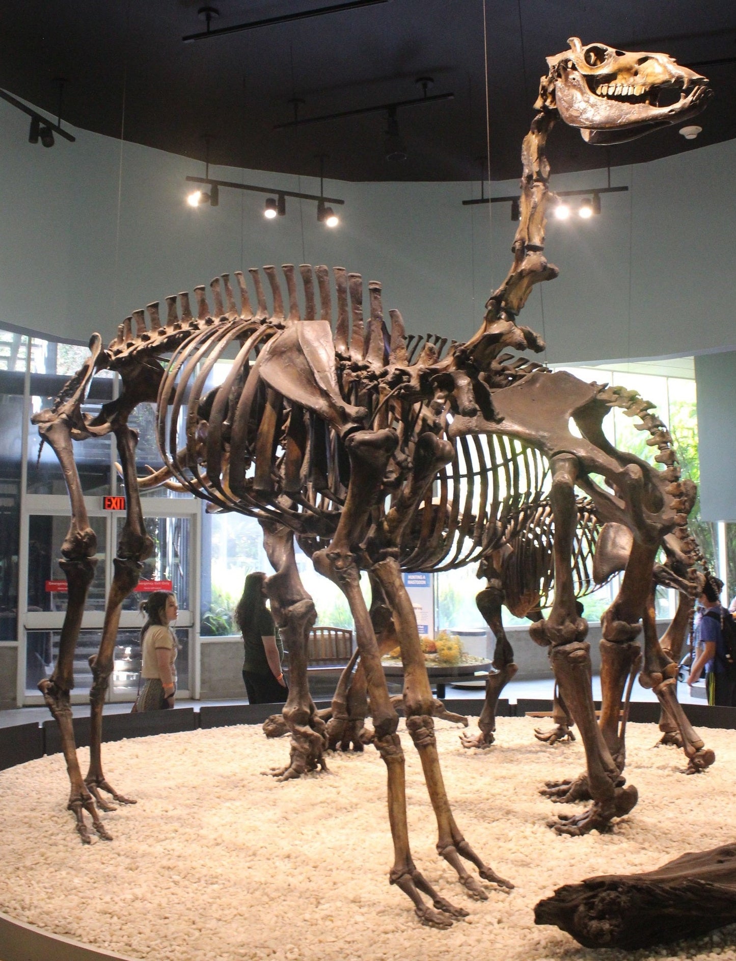 Extinct Camelops Camel Skeleton Glossy Poster Picture Photo Print Banner Booma Prints