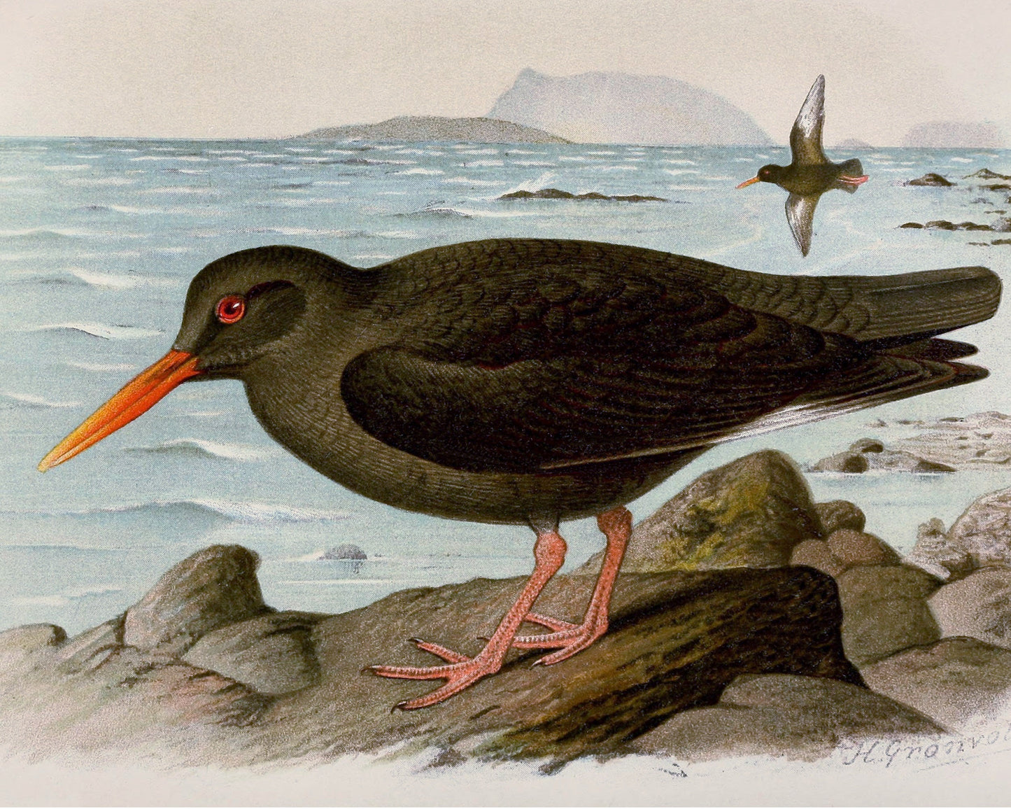 Canary Islands Oystercatcher Bird Glossy Poster Picture Photo Print Banner Booma Prints