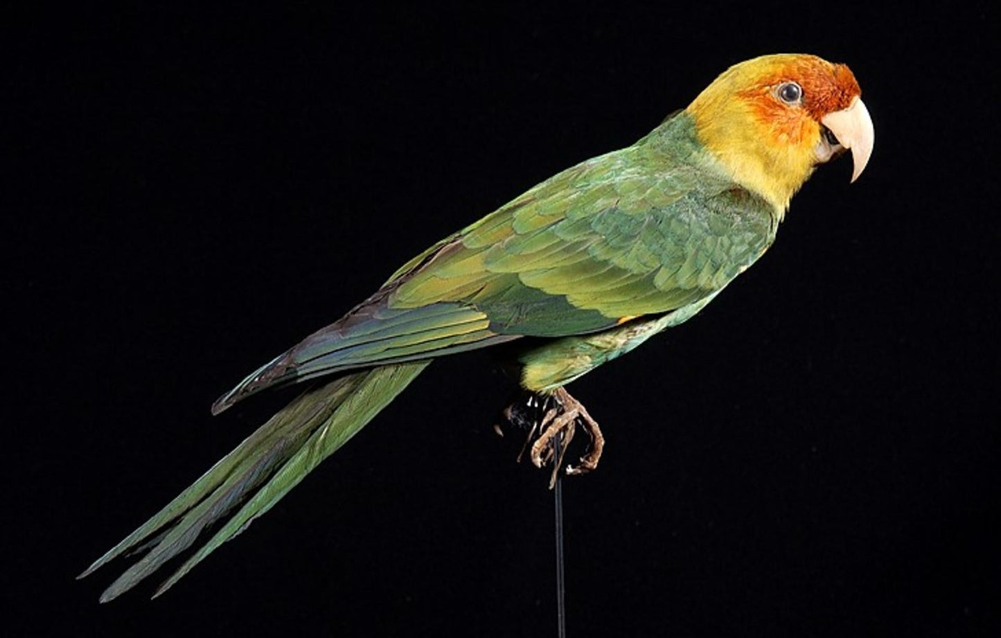 Extinct Carolina Parakeet Bird Glossy Poster Picture Photo Print Banner Booma Prints
