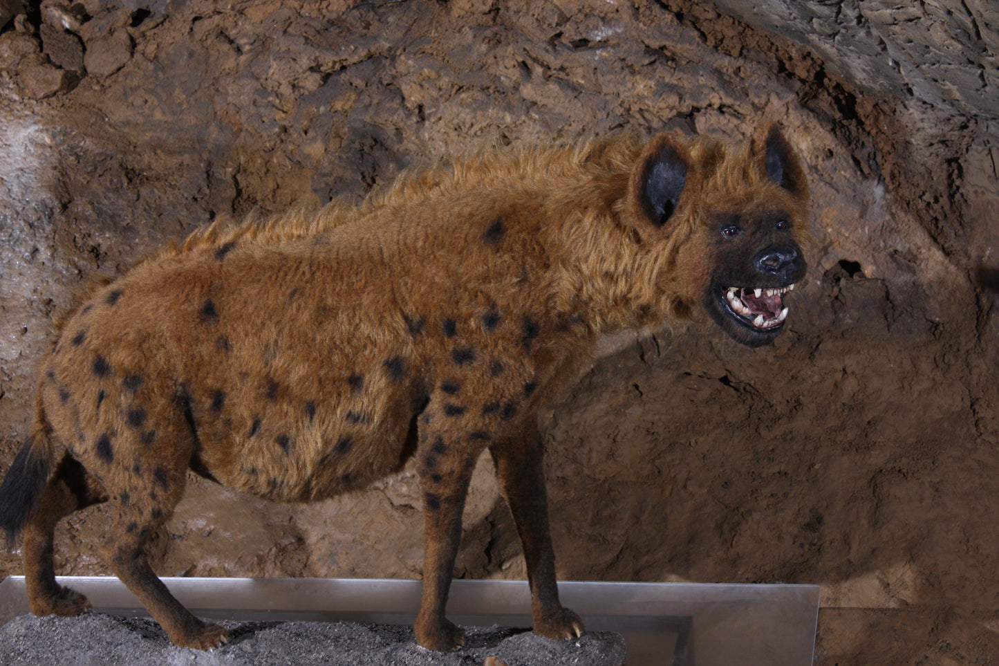 Cave Hyena Ice Age Spotted Hyena Glossy Poster Picture Photo Print Banner Booma Prints