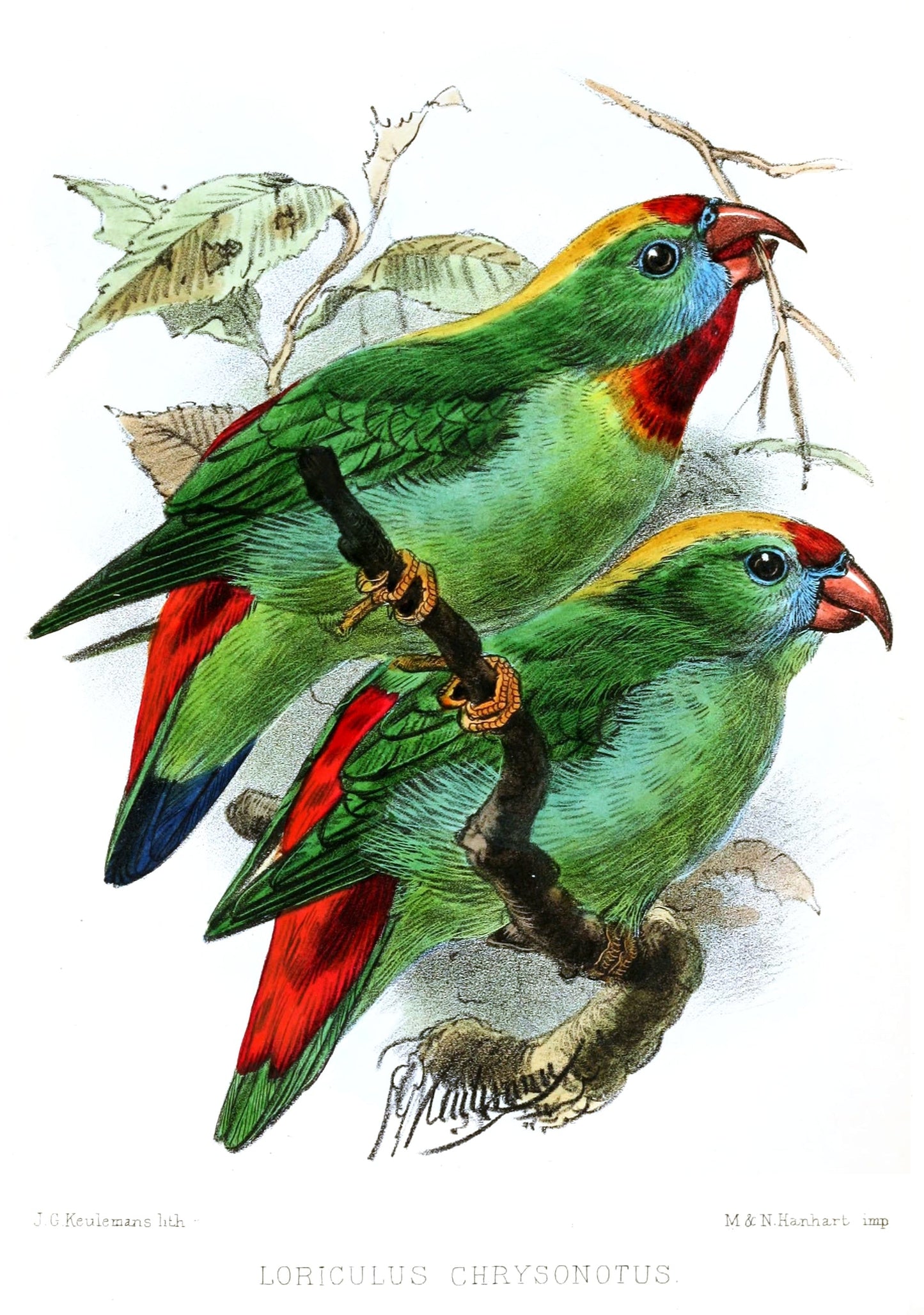 Extinct Cebu Hanging Parrot Glossy Poster Picture Photo Print Banner Booma Prints