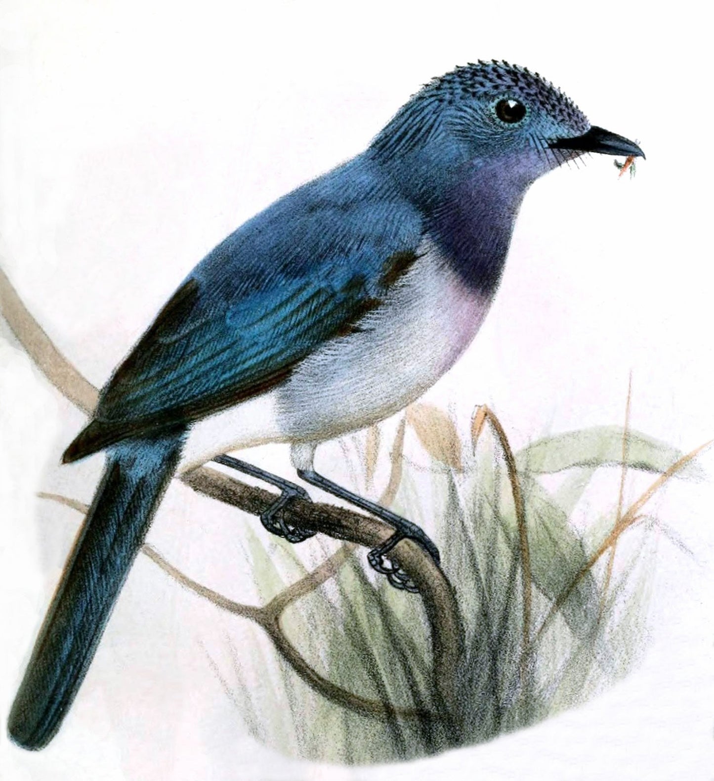Extinct Celestial Monarch Bird Glossy Poster Picture Photo Print Banner Booma Prints